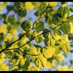 Jaro ve večerním světle